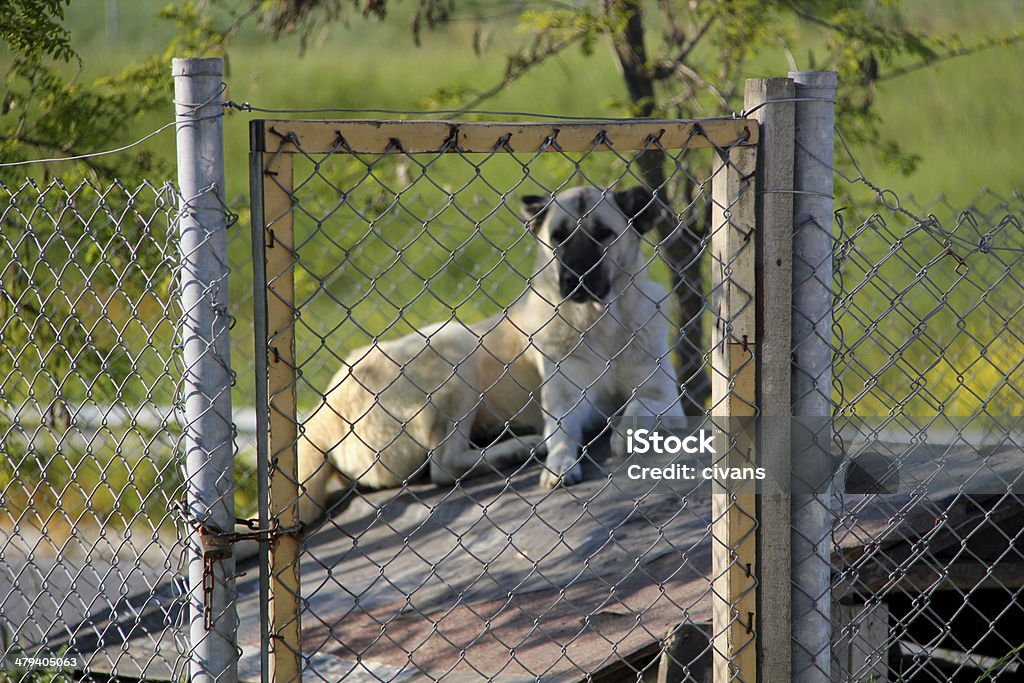 Abrigo de animais Facesan - Foto de stock de Abrigando-se royalty-free