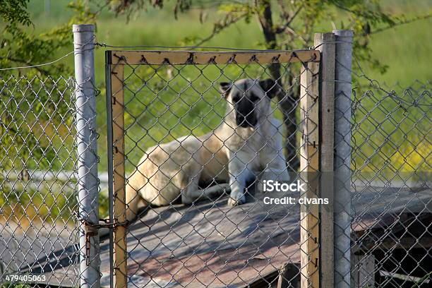 Foto de Abrigo De Animais Facesan e mais fotos de stock de Abrigando-se - Abrigando-se, Adoção de animais, Amor