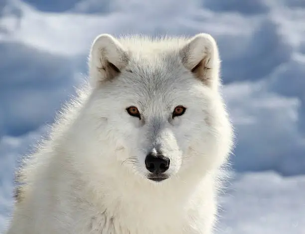 portrait of arctic wolf during winter