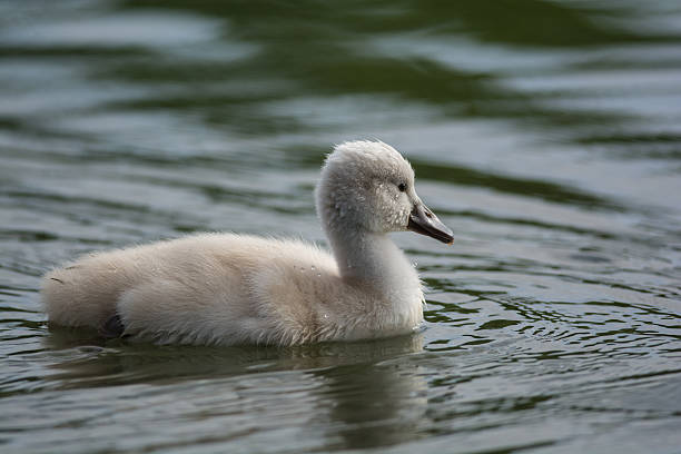 istock Mute Swan cygnet swimming on a pond 479405604