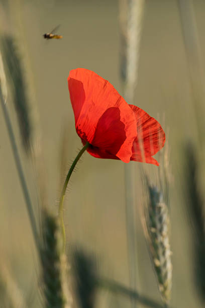 istock Poppies on the field background 479405844