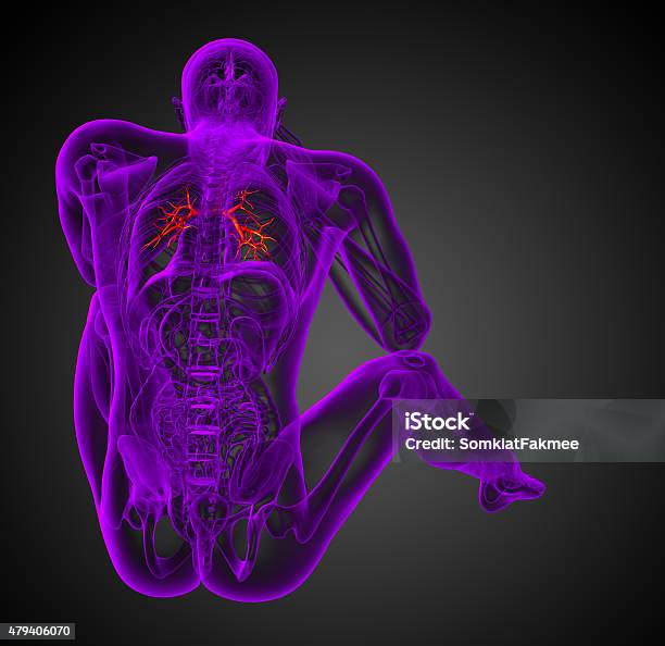 Foto de 3 D Ilustração Do Médico Masculino Brônquio e mais fotos de stock de 2015 - 2015, Anatomia, Bronquíolo