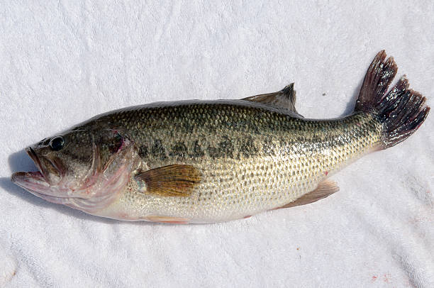 istock Laremouth Bass 479406484