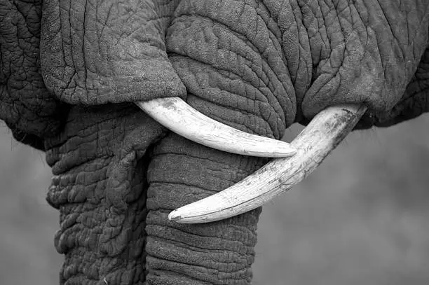 This amazing black and white close up abstract photo of two elephants interacting. Taken on safari in South Africa. 