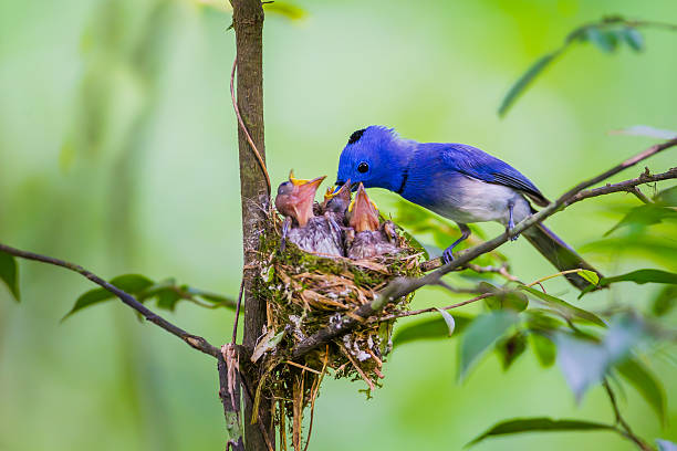 istock Male Black-naped monarch (Hypothymis azurea) 479407984
