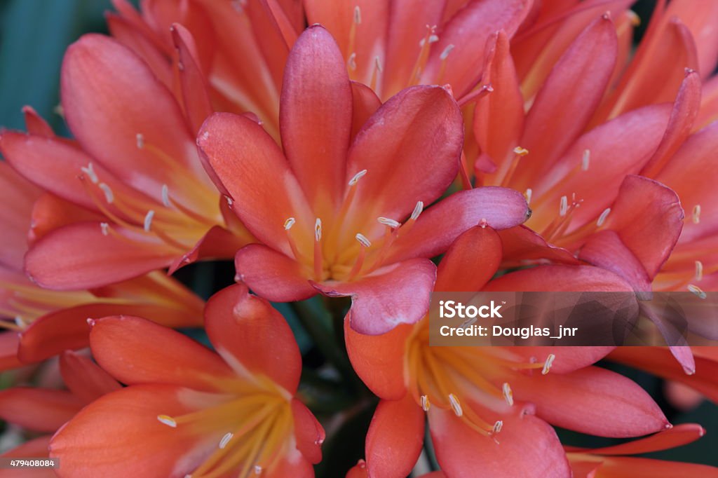 Pink Flower Beautiful pink flower that grows in a bunch 2015 Stock Photo