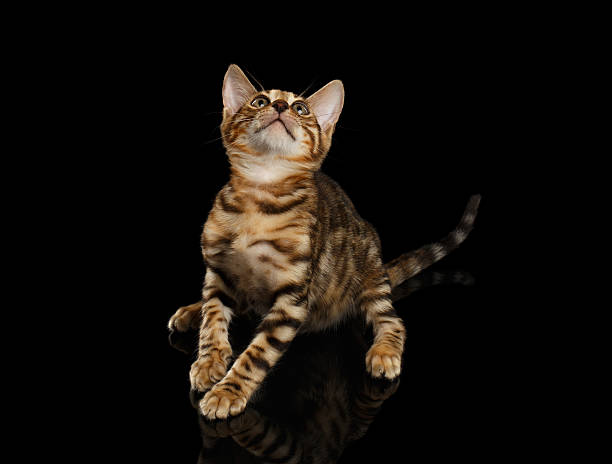 istock Bengal Kitty Sits and Looking Up on Black 479408534