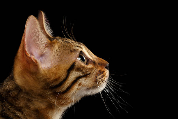 istock Closeup Bengal Kitty in Profile on Black 479409148