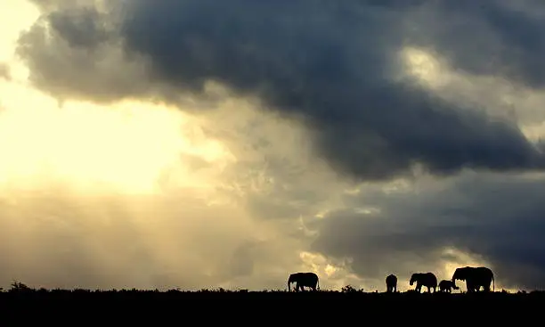 A herd of elephant cross over a grass field. A storm was approaching and at sunset the African setting unfolded for a great photo opportunity. South Africa