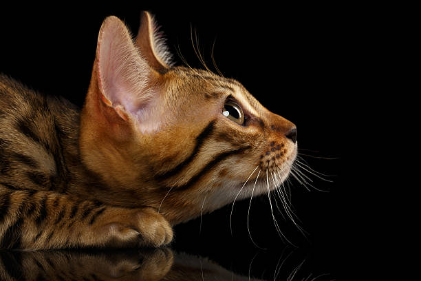 istock Closeup Crouching Bengal Kitty in Profile View on Black 479409662