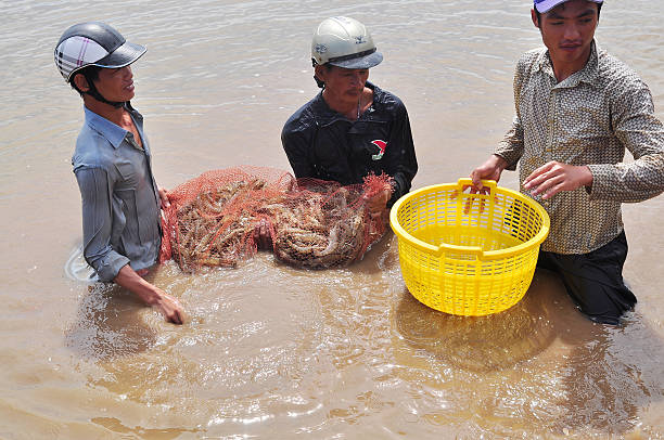 Bac Lieu, Vietnam - November 22, 2012: Fishermen are harvesting shrimp from their pond by fishing nets in Bac Lieu city