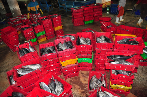 fish unloading in the port of La Escala, Costa Brava, Girona province, Catalonia, Spain