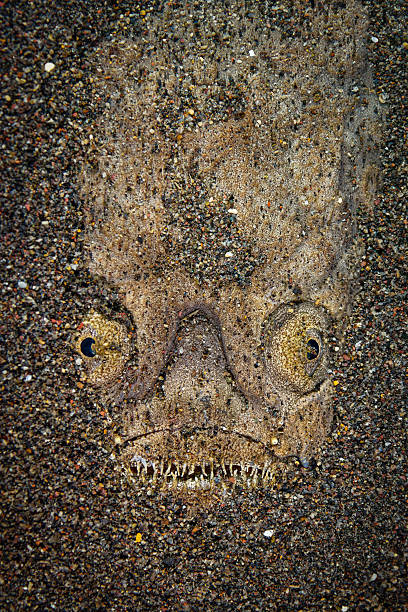 Marbled Stargazer (Uranoscopus bicinctus) Marbled Stargazer (Uranoscopus bicinctus), head detail, partially hidden in the sand, focus on the eyes. Underwater shot taken in Pantai Melasti, Amed, Bali, Indonesia. stargazer fish stock pictures, royalty-free photos & images