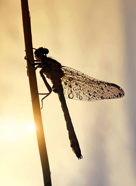 istock Drops of morning dew on a dragonfly 479413124