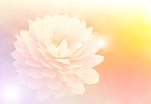 istock beautiful flowers made with color filters 479413736