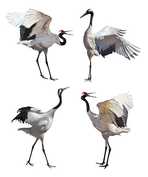istock Japanese cranes collection isolated on white 479416393