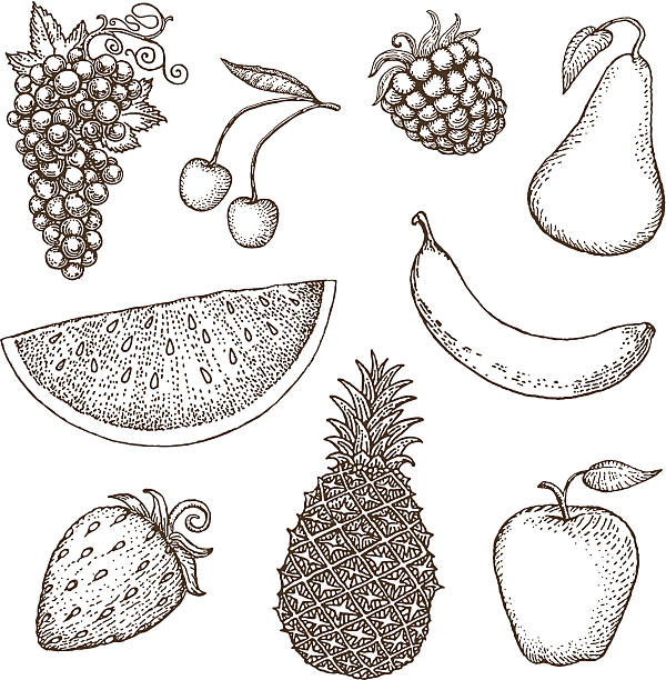 Fruit drawings vector art illustration