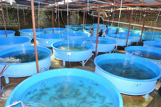 Sturgeon fish breeding farm in Tuyen Lam lake Lam Dong, Vietnam - May 27, 2012: Sturgeon fish breeding farm in Tuyen Lam lake in Da Lat city roe river stock pictures, royalty-free photos & images