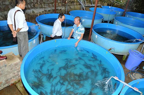シロの孵化場にはに導入されている - candid underwater animal aquarium ストックフォトと画像