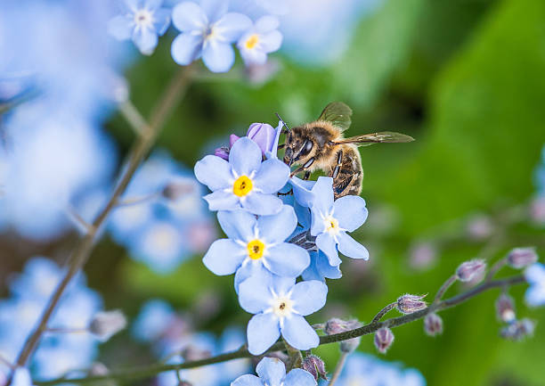 istock Forget Me Not Follower 479417774