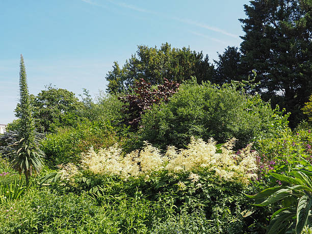 istock St James Park in London 479417964