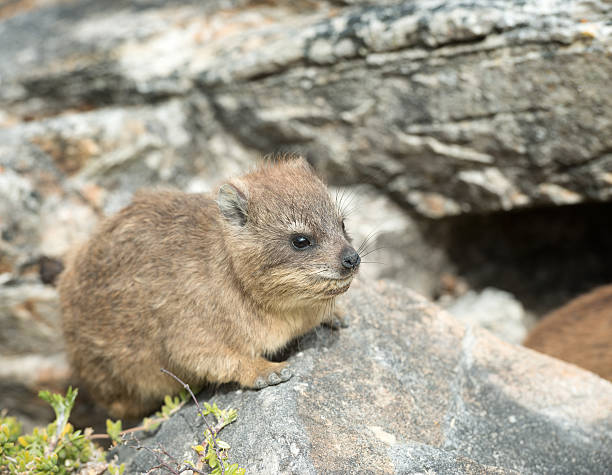 Rock Hyrax, Dassie (Procavia Capensis) Rock Hyrax, Dassie, (Procavia Capensis) Resting on Rock, Table Mountain, Cape Town, South Africa hyrax stock pictures, royalty-free photos & images