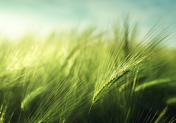 ячменя в поле в время заката - barley grass field green стоковые фото и изображения