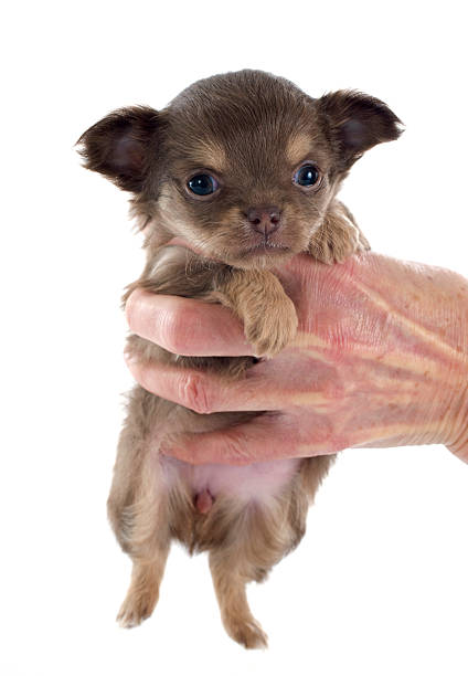 filhote de chihuahua - chihuahua stroking pets human hand - fotografias e filmes do acervo