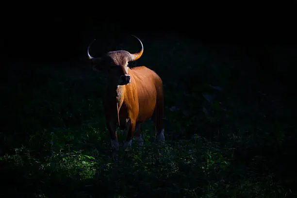 Endangered species in IUCN Red List of Threatened Species full adult Female Banteng (Bos javanicus) in real nature stair at us in the dark at Hui Kha Kheang wildlife sanctuary in Thailand