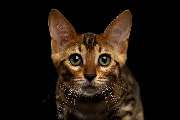 istock Closeup Bengal Kitty Looking in Camera on Black 479421986