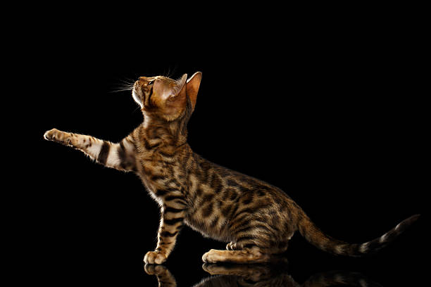 istock Bengal Kitty Sits and Raising Up Paw on Black 479421990