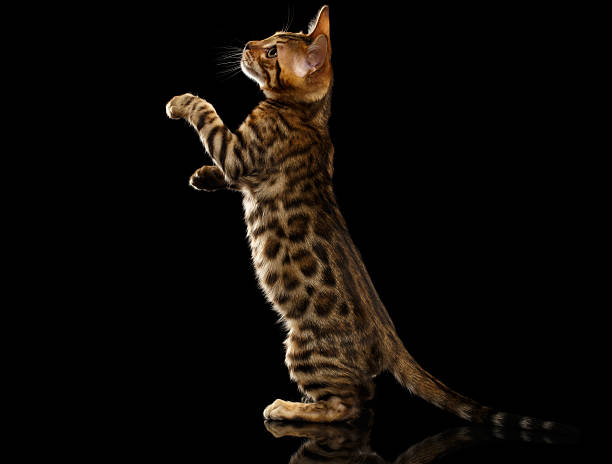 istock Bengal Kitty Stands and Raising Up Paws on Black 479421994