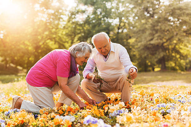 istock Senior couple working together in a garden. 479422136