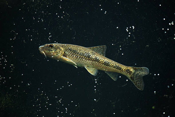 Gudgeon (Gobio gobio) Gudgeon (Gobio gobio). Wildlife animal. cypriniformes photos stock pictures, royalty-free photos & images