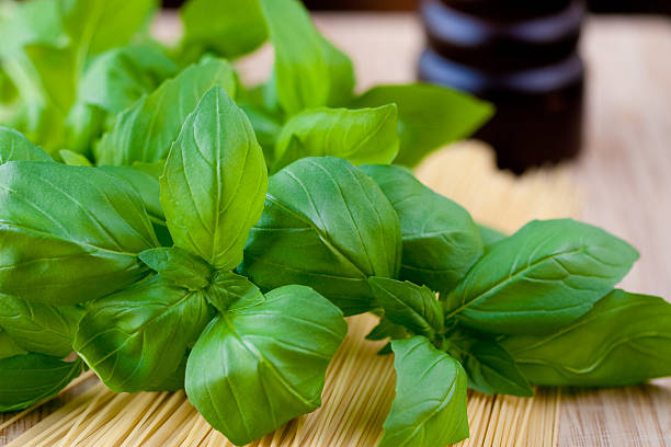 Fresh Basil stock photo