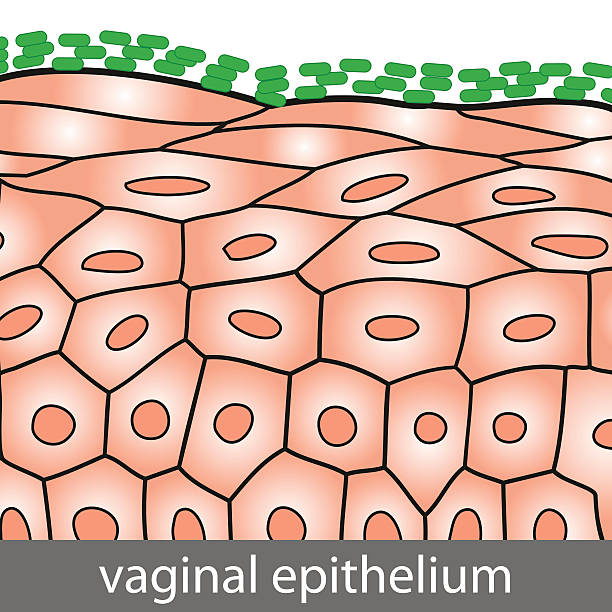 Vaginal Epithelium Medical illustration of Vaginal Epithelium Structure with Lactobacilli on the Surface cuboidal epithelium stock illustrations