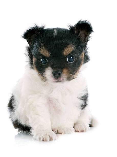 istock puppy chihuahua 479422769