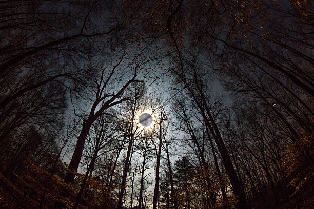 istock Light of the Moon 479424271