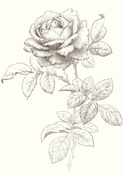 wektor róża. - pencil drawing obrazy stock illustrations