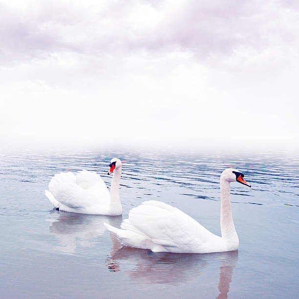 istock Pair of swans floating on water 479426169