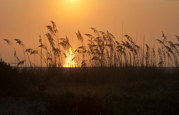 alba sulla spiaggia con nebbia di avena marina - sand beach sand dune sea oat grass foto e immagini stock