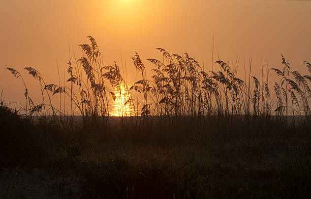 foggy beach, sunrise com aveia do mar - sand sea oat grass beach sand dune - fotografias e filmes do acervo