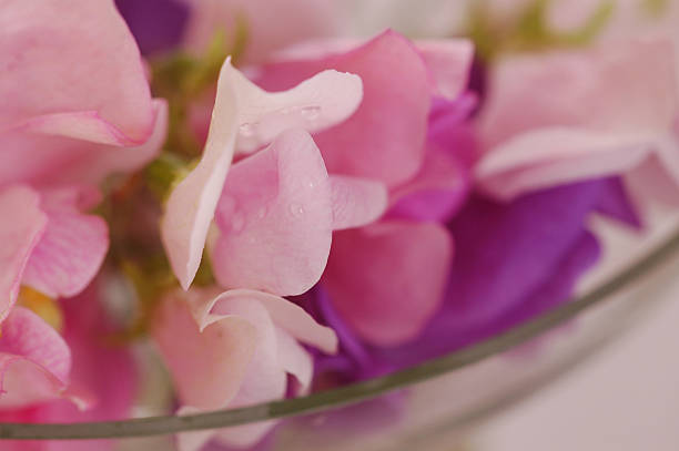 istock Sweet peas flower 479426756