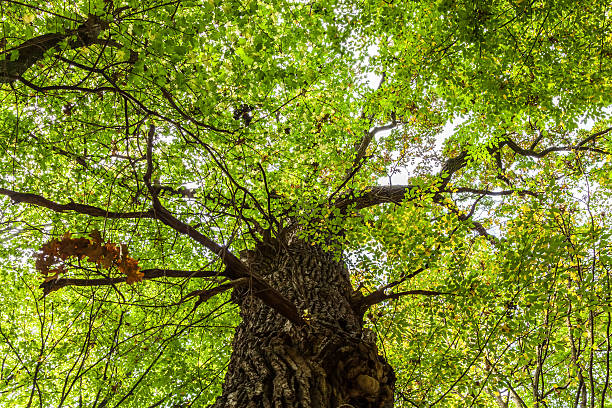 istock Top of the tree with green leaves. 479426814