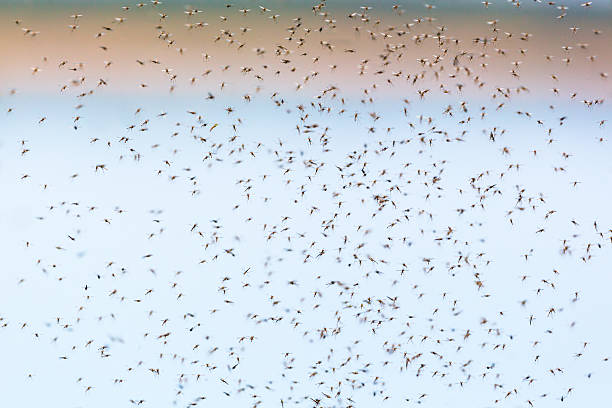 istock Mosquitoes swarming in summer 479426910