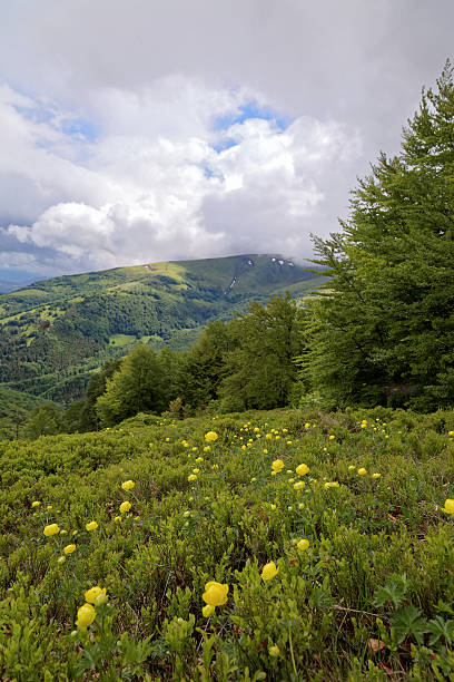 istock Meadow with yellow flowers in the mountains. 479427096
