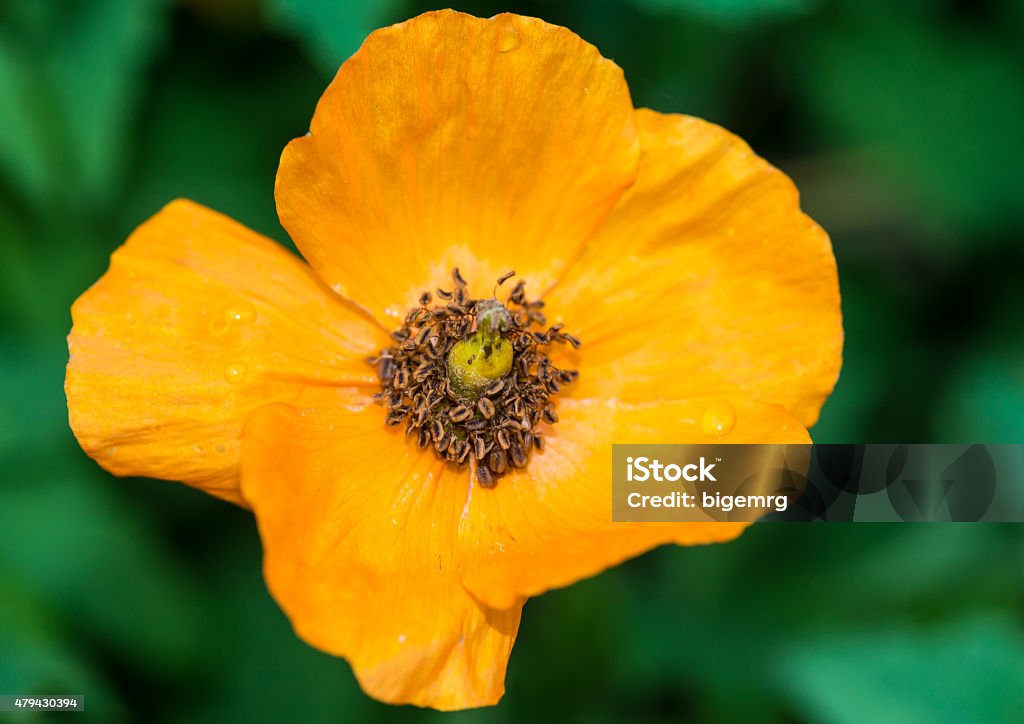 Single Welsh Poppy A macro shot of an orange welsh poppy bloom. 2015 Stock Photo