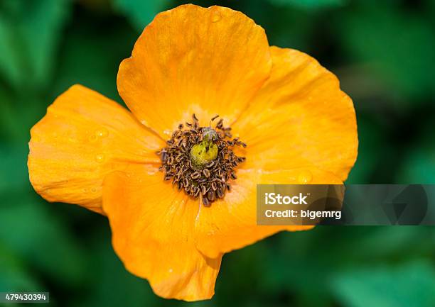 Single Welsh Poppy Stock Photo - Download Image Now - 2015, Blue Poppy, Close-up