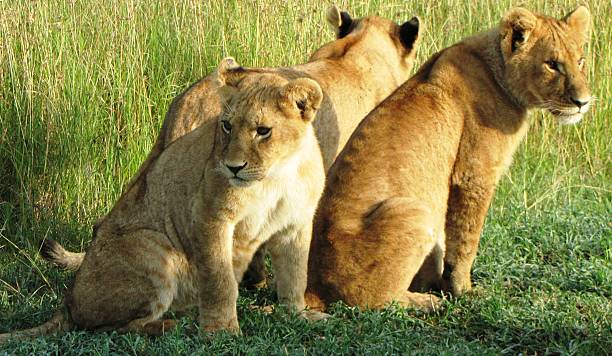 istock Lion Cubs ,Masai Mara, Kenia 479431264