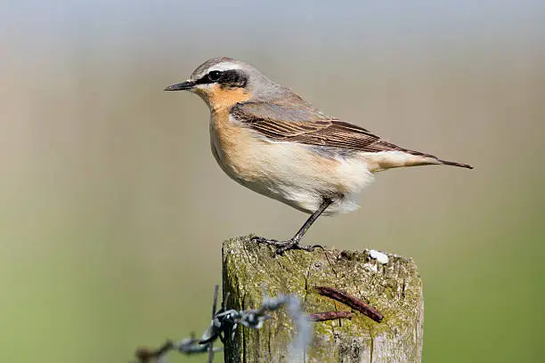 Northern Wheatear (Oenanthe oenanthe) on a wooden polde in a polder in the Netherlands